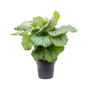 Calathea 'Orbifolia' (pauwenplant)